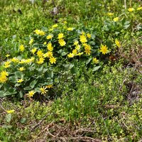 Жёлтенькие :: Юрий Гайворонскiий