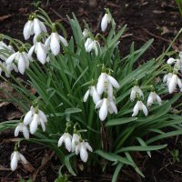 Подснежники :: Рита Симонова