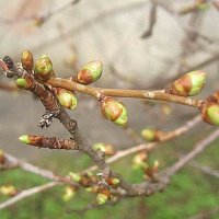 Весеннее :: Елена Семигина Весеннее :: Елена Семигина