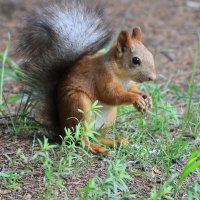 На поляне :: Галина Козлова 