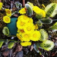 Апрельские радости.. :: Aida10 Апрельские радости.. :: Aida10