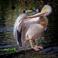 Хочу быть красивым :: Андроник Александр 