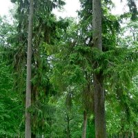 ОХОТНИЧИЙ ДОМИК. окрестности. :: Виктор Осипчук