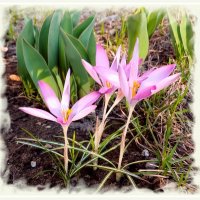 с 1 апреля ! :: Лия ☼