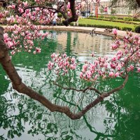 Магнолия :: skijumper Иванов