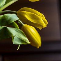 Тюльпаны. :: Николай 