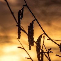 *** :: Анатолий. Chesnavik. *** :: Анатолий. Chesnavik.