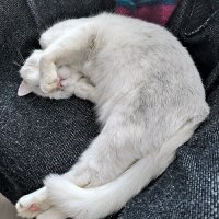 - Не снимайте, я стесняюсь... :: Елена 