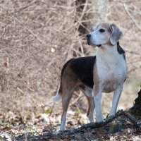 *** :: Владимир Безбородов