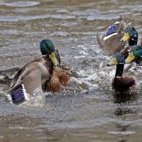 1 апреля :: Михаил Бибичков