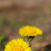 Маленькие солнышки :: Ирина Лесиканич