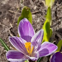 Шафран :: Ирина Лесиканич