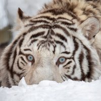 Кови. :: Елена Черненко