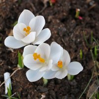 Весна идёт! :: Светлана Весна идёт! :: Светлана