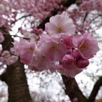 Расцвела сакура... :: Галина 