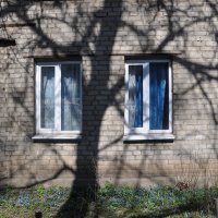 Подснежники под окнами :: Татьяна Машошина