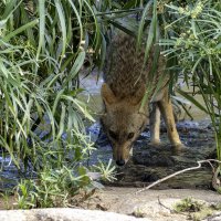 На водопое. (Золотистый шакал) :: Alexander Amromin