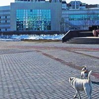 Весна...Песики на поводке  и без! :: Владимир 