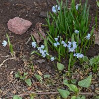 Пушкиния пролесковидная :: Валерий Иванович