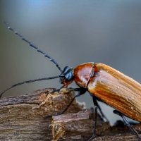 Жук пыльцеед усачевидный :: Aleksey Afonin