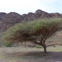 В горах ОАЭ :: Галина Ильясова