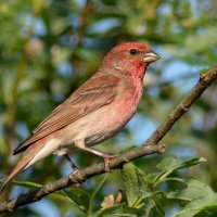 Чечевица (самец) :: Владислав Иопек