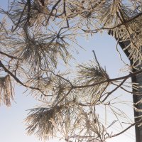 март :: Елена Шаламова