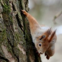 На одной лапке. :: Александр Кондаков