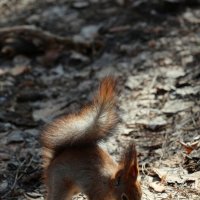 Прячет орех. :: Александр Кондаков