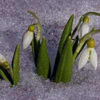 Ботсад МГУ 26 марта :: Михаил Бибичков