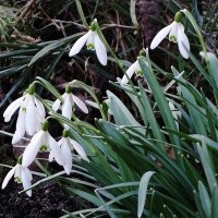 Подснежники :: Рита Симонова