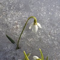 Ботсад МГУ 26 марта :: Михаил Бибичков