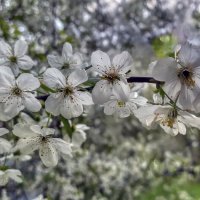 Первое весеннее :: Юрий Лев Первое весеннее :: Юрий Лев