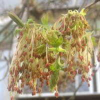 Весны творенье :: Елена Семигина