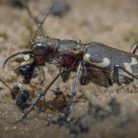 Жук скакун или тигровый жук :: Aleksey Afonin Жук скакун или тигровый жук :: Aleksey Afonin