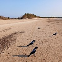 Покормила ворон - перестали каркать :-) :: Лия ☼