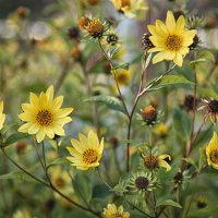 *** :: Лилия * *** :: Лилия *