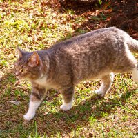 Неспешной походкою в солнечный день... :: Светлана 