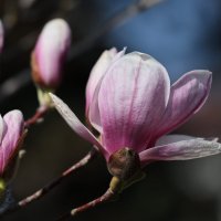 Магнолия :: Светлана Тихонина Магнолия :: Светлана Тихонина