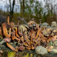 Дискотека... :: Николай Гирш