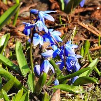 весна :: ИННА ПОРОХОВА весна :: ИННА ПОРОХОВА