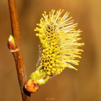 *** :: Игорь Чичиль