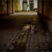 Местный :: Александр Лебедев