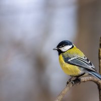 Синица :: Alex Bush Синица :: Alex Bush