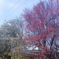 Деревья уже цветут алыча два сорта жёлтая и тёмная красная :: Вячеслав Коломойцев