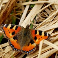 из снятого сегодня 7 :: Александр Прокудин