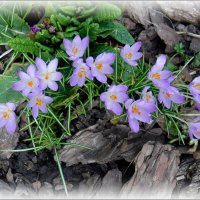 Нежность крокусов :: Елена Сухорученкова Нежность крокусов :: Елена Сухорученкова