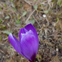 Мои первые цветы года :: Андрей Лукьянов