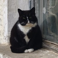 Котик :: Мариша Тим