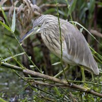 Жёлтая цапля. :: Alexander Amromin Жёлтая цапля. :: Alexander Amromin